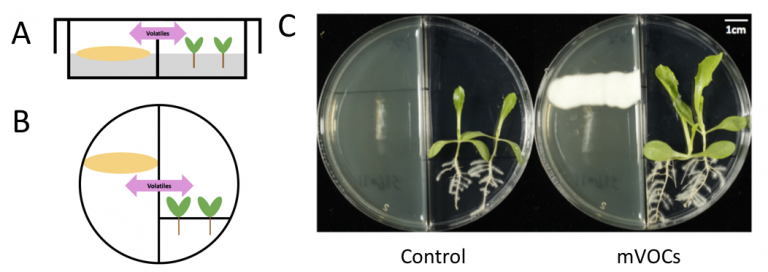 Microbial volatile compounds isolated from soil promote plant growth