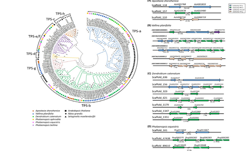 Evolution of Terpene Synthases in Orchidaceae