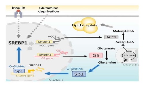 SREBP1-Induced Glutamine Synthetase Triggers a Feedforward Loop to Upregulate SREBP1 through Sp1 O-GlcNAcylation and Augments Lipid Droplet Formation in Cancer Cells