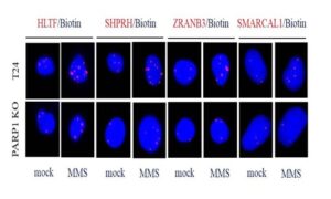 PARP1 recruits DNA translocases to restrain DNA replication and facilitate DNA repair