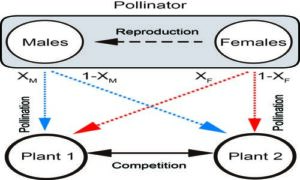Pollinator sex matters in competition and coexistence of co-flowering plants