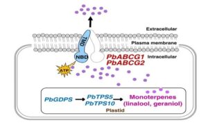 PbABCG1 and PbABCG2 transporters are required for the emission of floral monoterpenes in Phalaenopsis bellina.