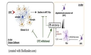 Interleukin-6 Inhibits Expression of miR-204-5p, a Regulator of Oligodendrocyte Differentiation: Involvement of miR-204-5p in the Prevention of Chemical-Induced Oligodendrocyte Impairment