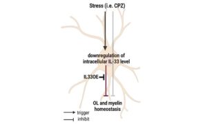 Interleukin-33 has the protective effect on oligodendrocytes against impairment induced by cuprizone intoxication