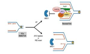APLF facilitates interstrand DNA crosslink repair and replication fork protection to confer cisplatin resistance