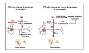 Erinacine S, a small active component derived from Hericium erinaceus, protects oligodendrocytes and alleviates mood abnormalities in cuprizone-exposed rodents