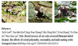 Brood success of sex-role-reversed Pheasant-tailed Jacanas: the effects of social polyandry, seasonality, and male mating order