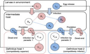 When can multiple parasites with complex life cycles coexist under conflicts of host manipulation?
