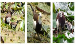 Sexual different parental inputs in Pheasant-tailed jacanas and the correlates with brood success