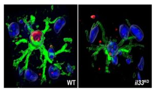 Astrocytic Interleukin-33 Deficiency Reduces Glial Fibrillary Acidic Protein Expression and Exacerbates Microglial Activation and Neuronal Damage in a Chemically Induced Inflamed Frontal Cortex
