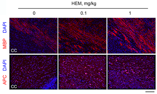 Hericium erinaceus mycelium and its small bioactive compounds promote oligodendrocyte maturation with an increase in myelin basic protein