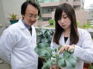 讓青花菜可以一年四季生長 成大黃浩仁教授的分子標誌檢測耐熱青花菜種苗