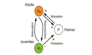 Stage-Specific Parasitism by a Mutualistic Partner Can Increase the Host Abundance