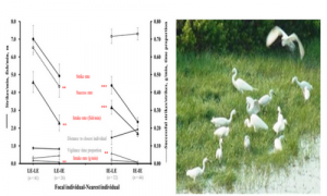 Neighborhood effects in mixed-species flocks affect foraging efficiency of intermediate and little egrets